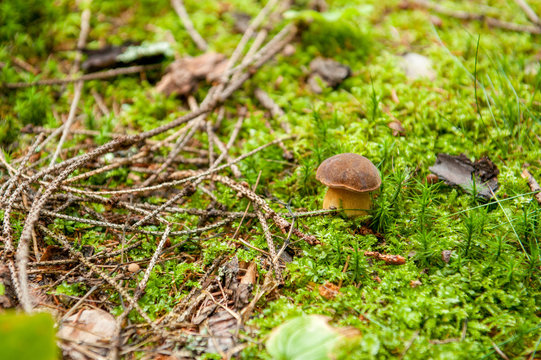 Close-up of small Boletus edulis in the shiny green moss surounded by branches and leafs. Detail of mushrooms in forest. Penny bun, cep, porcino or porcini. Edible mushroom in the Czech forest.