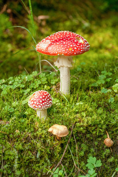 Close-up of big and small amanita muscaria, commonly known as the fly agaric or fly amanita in the shiny green moss surounded by other mushrooms and three-leaf clover. Detail of mushrooms in forest.