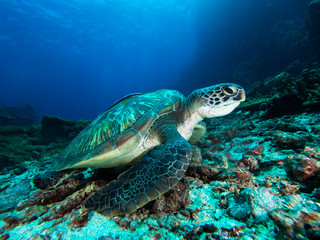 Fototapeta premium Green sea turtle