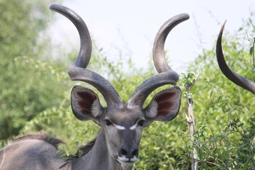 Kudu Antilope