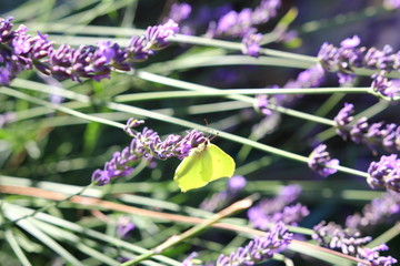 Żółty motyl na lawendowej gałązce © Cezzar