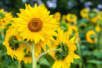 Fototapeta premium A close-up of one young bright yellow sunflower on a sunflower field in a warm sunny day, the background is blurred, a blue noob
