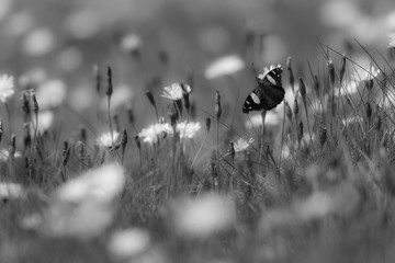Butterfly in black and white