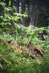 Greenery. Forest green. Summer in the mountains. Screensaver. Painting of nature.