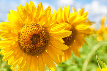 Obraz premium A close-up of one young bright yellow sunflower on a sunflower field in a warm sunny day, the background is blurred, a blue noob
