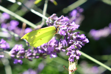 Żółty motyl na lawendowej gałązce