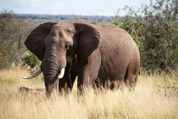 Fototapeta na wymiar Large Elephant on Safari