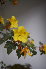 Fremontodendron californicum 