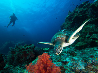 Green sea turtle