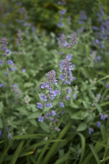 Nepeta cataria