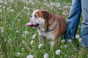 Cute english bulldog is standing in a green grass with his owner.