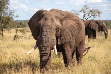 Fototapeta na wymiar Bull Elephant on Safari