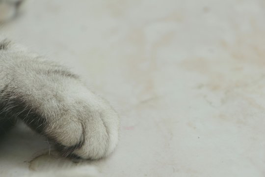 Gray paw of cat with copy space.
