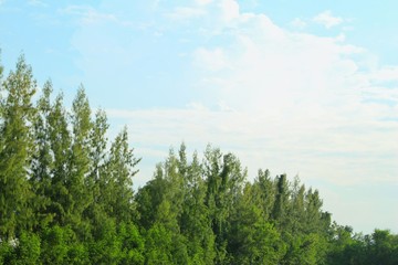 Pine tree with sky light.