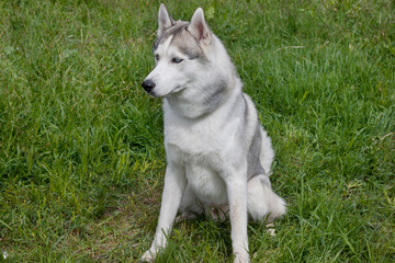 Siberian husky is sitting on a green meadow.