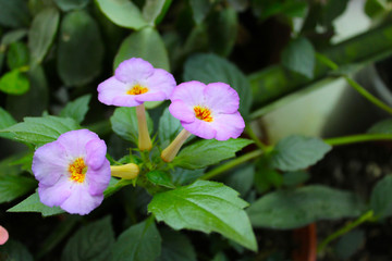 Fototapeta premium Violet flowers on a green background