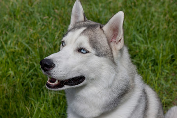 Siberian husky is sitting on a spring green meadow. Close up.