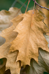 orange autumn oak leaves macro
