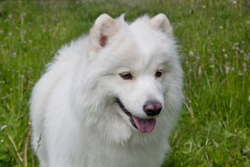 Fototapeta premium Samoyed dog is standing on a blossoming meadow. Samoiedskaya sobaka or nenetskaya laika.