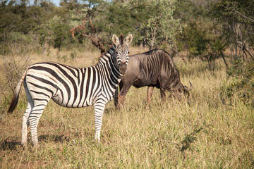 Fototapeta na wymiar Zebra and Wildebeest in Kruger