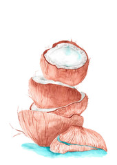 Watercolor drawing Coconuts