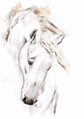 A white horse watercolor © Maria