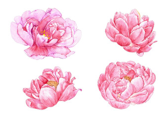 Watercolor Set with Peonies