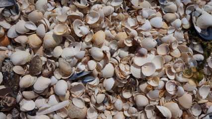 Shells