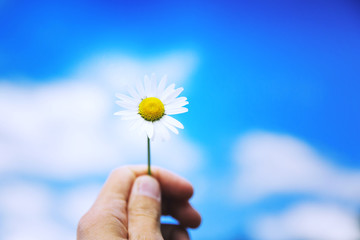Woman's hand holds white chamomile