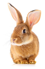 Brown rabbit on white.