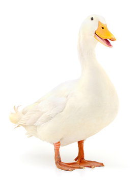 Duck on white.