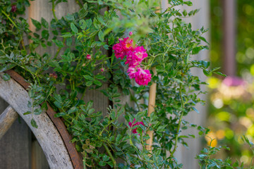 Fototapeta na wymiar Climbing roses in the background