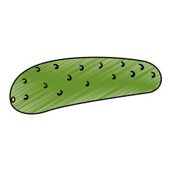 fresh cucumber vegetarian food vector illustration design