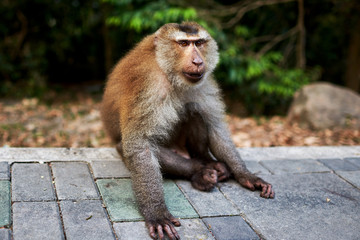 Balinese long-tailed monkey. The Ubud Monkey Forest is a nature reserve and Hindu temple complex in Ubud, Bali, Indonesia. These monkeys are also called crab-eating macaques or long tailed macaques.