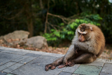 Balinese long-tailed monkey. The Ubud Monkey Forest is a nature reserve and Hindu temple complex in Ubud, Bali, Indonesia. These monkeys are also called crab-eating macaques or long tailed macaques.