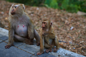 Fototapeta premium A family of long-tailed macaque, wild monkeys. Wild animal in natural habitat. Asian Monkey or a crab eating macaque sitting around with nature background.