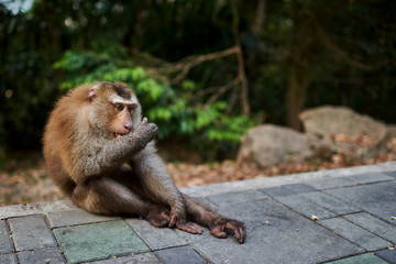 Balinese long-tailed monkey. The Ubud Monkey Forest is a nature reserve and Hindu temple complex in Ubud, Bali, Indonesia. These monkeys are also called crab-eating macaques or long tailed macaques.