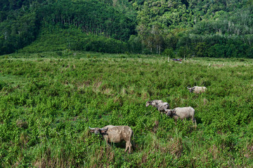 Fototapeta premium Cows and buffalo on forest pasture. Agriculture farm buffalos on pasture. Green grass meadow in sunshine. Asian village scene. Domestic large animal cow. Asian buffalo eat grass on the field.