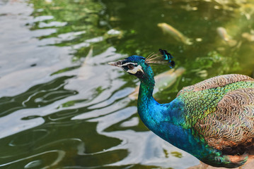 Portrait of a peacock. Nature, photo of wild animals. A beautiful peacock in a natural habitat.