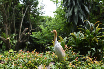 Cattle Egret (Bubulcus ibis) on green background on plain natural background, white medium sized...