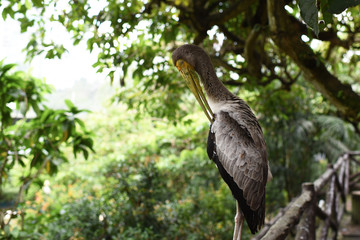 Yellow-billed stork or Mycteria ibis cleans the feathers in the Kuala Lumpur Bird park, Malaysia.