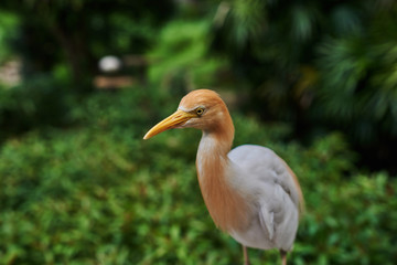 Close-up of Cattle egret (Bubulcus ibis) on green background in its natural habitat. Cattle egret...