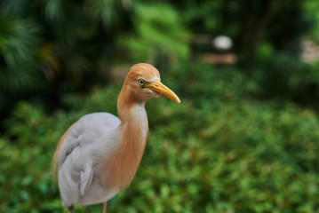Close-up of Cattle egret (Bubulcus ibis) on green background in its natural habitat. Cattle egret on plain natural background, white medium sized bird on a bright sunny day. Selective focus.