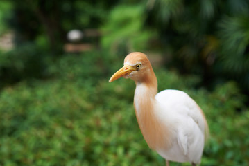 Obraz premium Close-up of Cattle egret (Bubulcus ibis) on green background in its natural habitat. Cattle egret on plain natural background, white medium sized bird on a bright sunny day. Selective focus.