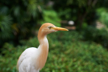 Close-up of Cattle egret (Bubulcus ibis) on green background in its natural habitat. Cattle egret on plain natural background, white medium sized bird on a bright sunny day. Selective focus.