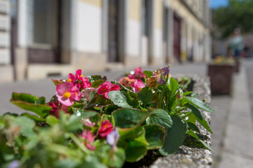 Macro shot of beautiful flowers planted next to a busy street to create a more futuristic look of an urban environment