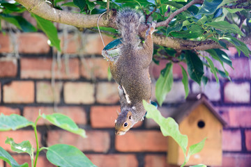 Sciurus carolinensis, grey squirrel eating from domestic bird feeder (sequence)