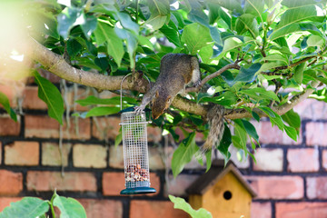 Sciurus carolinensis, grey squirrel eating from domestic bird feeder (sequence)