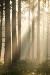 Fototapeta premium Light rays in a forest during sunrise