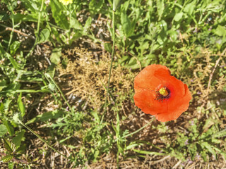 Common, field or red poppy